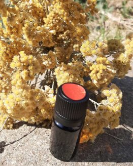 Huile essentielle immortelle sauvage